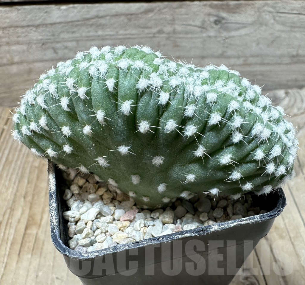 SHPR35848 Echinopsis subdenudata f. cristata - Image 2