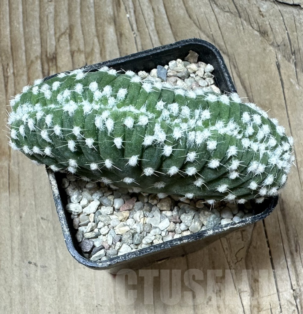 SHPR35848 Echinopsis subdenudata f. cristata - Image 3