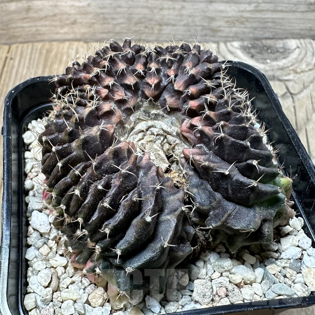 SHPR35889 Gymnocalycium mihanovichii variegata f. cristata - Зображення 3