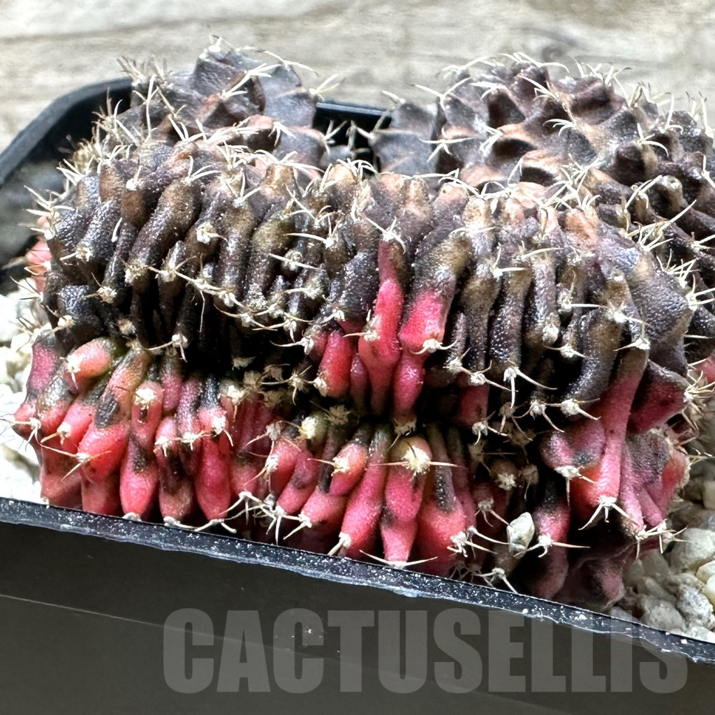 SHPR35889 Gymnocalycium mihanovichii variegata f. cristata - Зображення 2