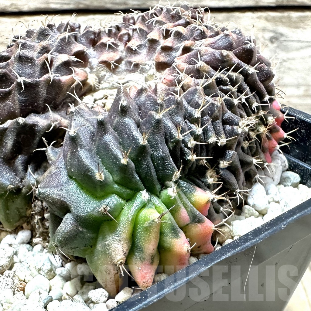SHPR35889 Gymnocalycium mihanovichii variegata f. cristata
