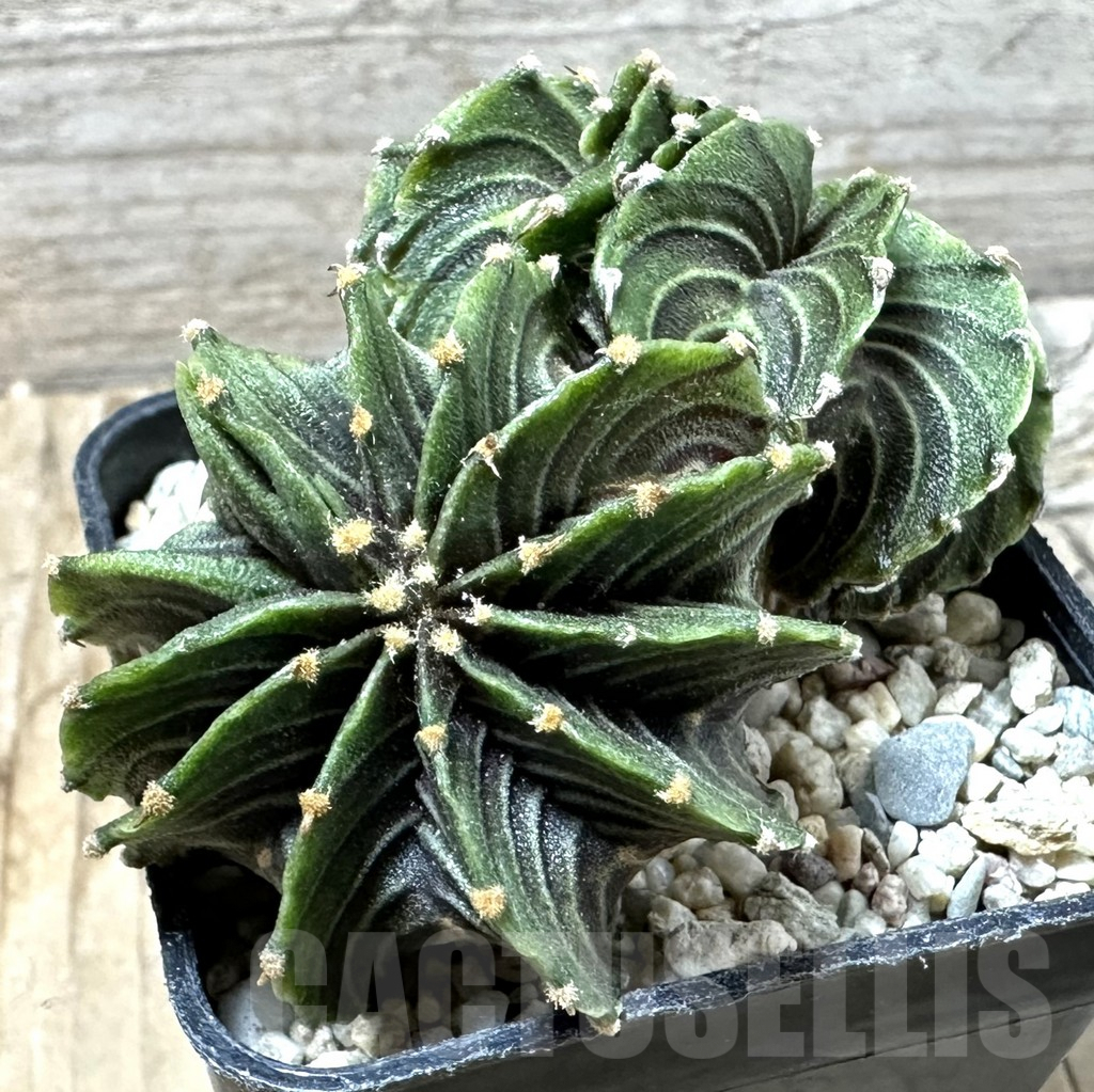 SHPR35890 Gymnocalycium friedrichii LB f. cristata, seedling - Imagen 2