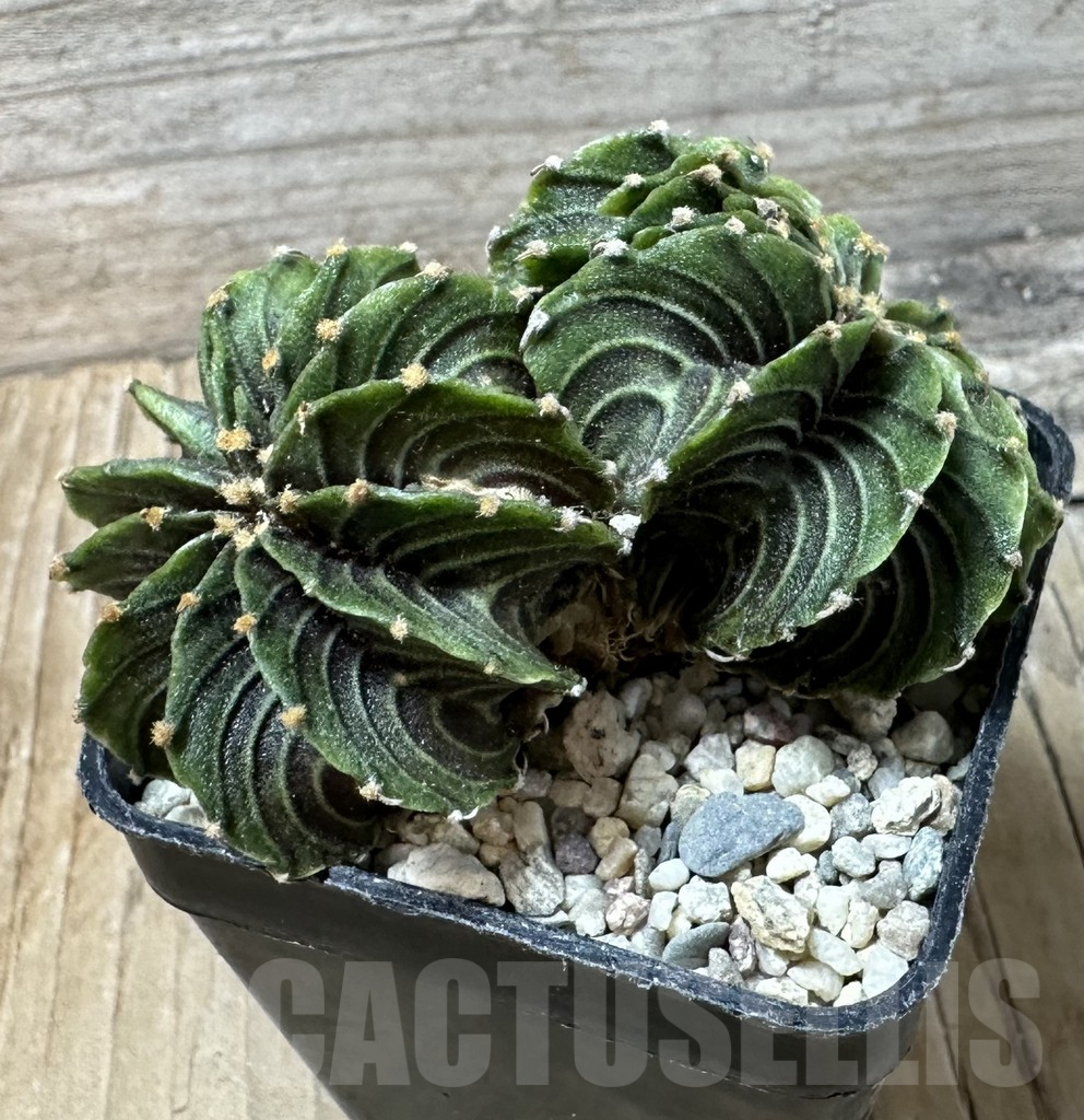 SHPR35890 Gymnocalycium friedrichii LB f. cristata, seedling - Imagen 3