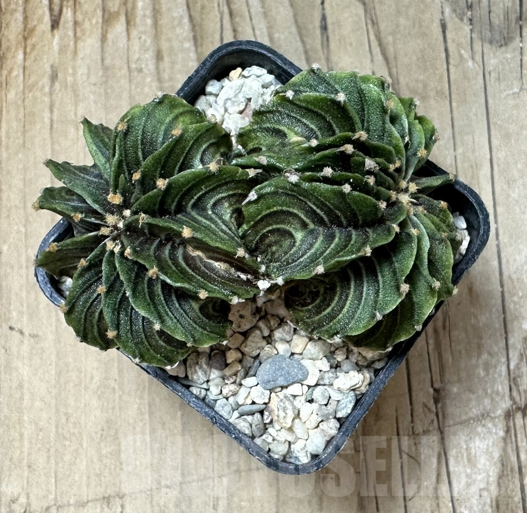 SHPR35890 Gymnocalycium friedrichii LB f. cristata, seedling - Imagen 4