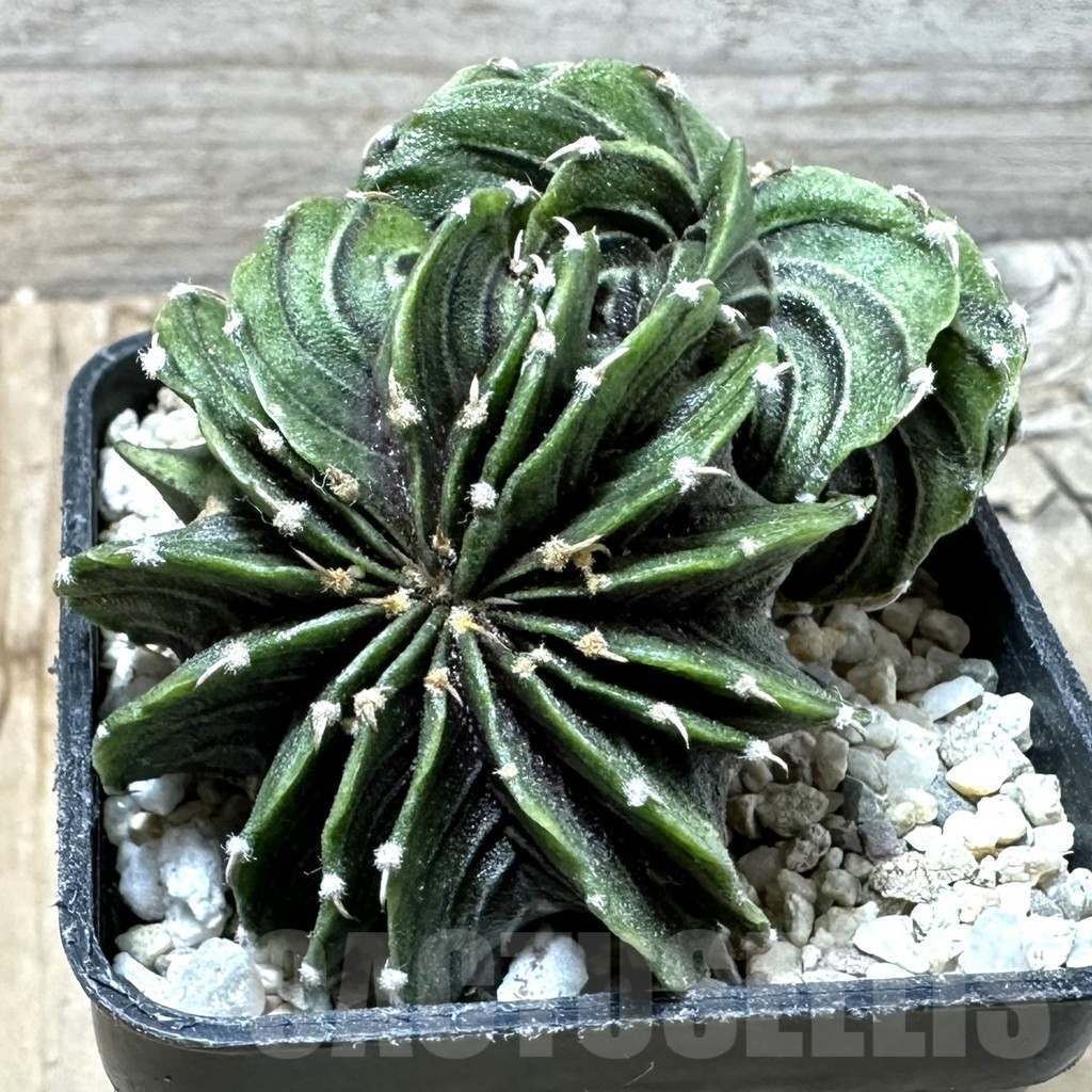 SHPR35891 Gymnocalycium friedrichii LB f. cristata, seedling - Obrázek 2