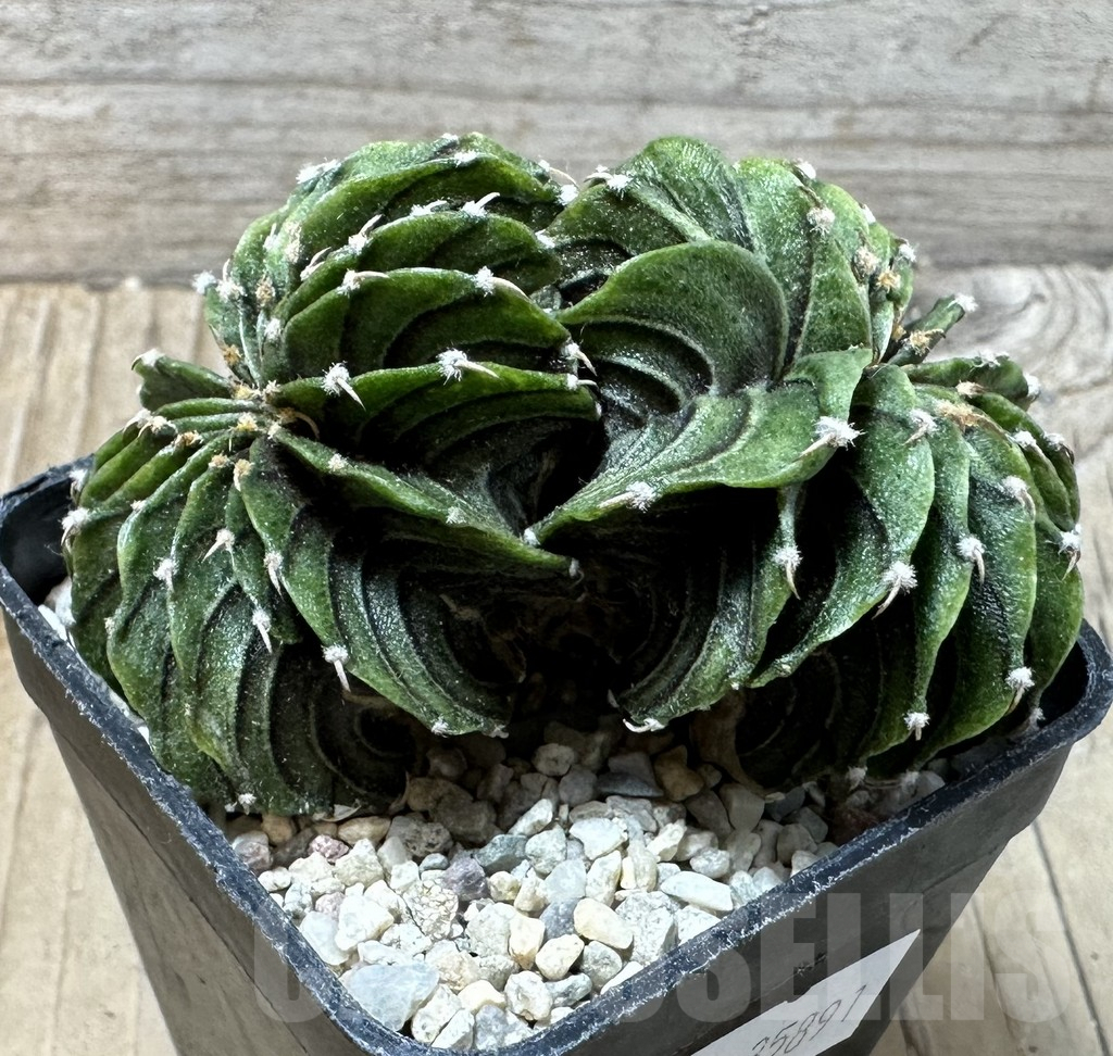 SHPR35891 Gymnocalycium friedrichii LB f. cristata, seedling - Obrázek 3