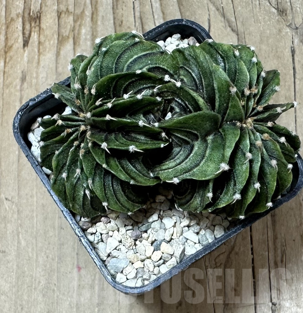 SHPR35891 Gymnocalycium friedrichii LB f. cristata, seedling - Obrázek 4