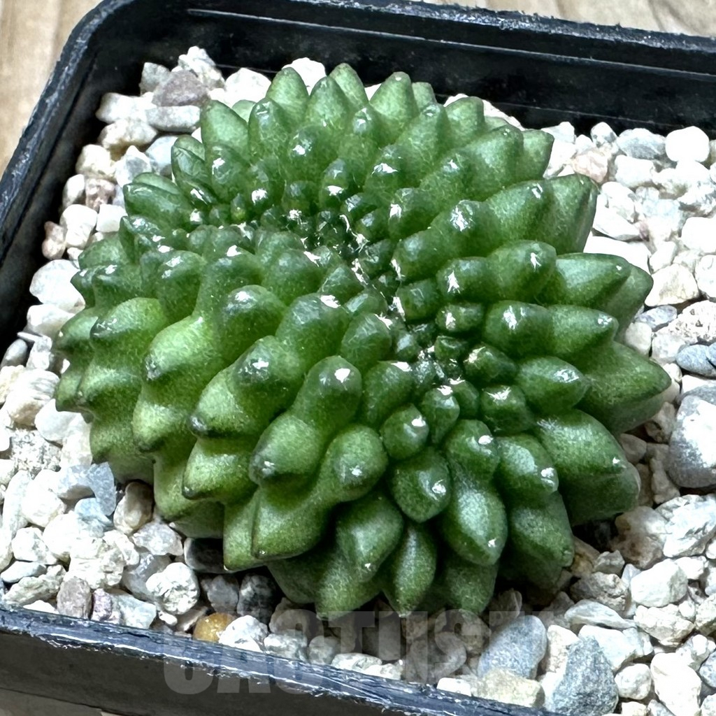 SHPR35892 Gymnocalycium mihanovichii ‘inermis’