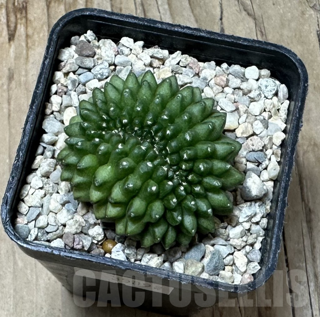 SHPR35892 Gymnocalycium mihanovichii ‘inermis’ - Image 2
