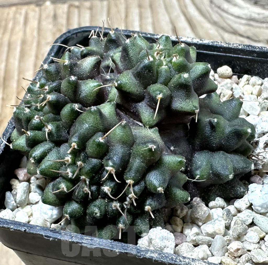 SHPR35894 Gymnocalycium mihanovichii ‘Transformer’ f. cristata
