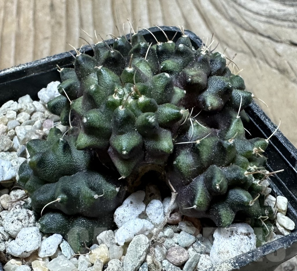 SHPR35894 Gymnocalycium mihanovichii ‘Transformer’ f. cristata - 画像 (2)