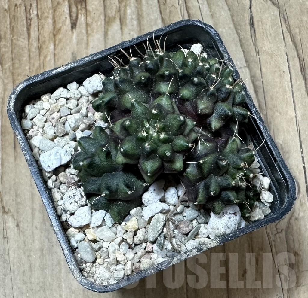 SHPR35894 Gymnocalycium mihanovichii ‘Transformer’ f. cristata - 画像 (3)