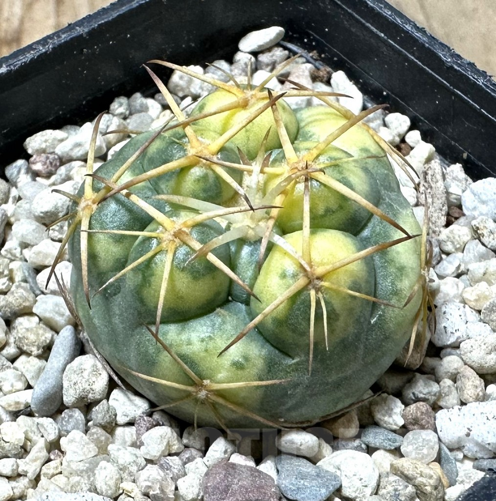 SHPR35901 Coryphantha elephantidens f. variegata