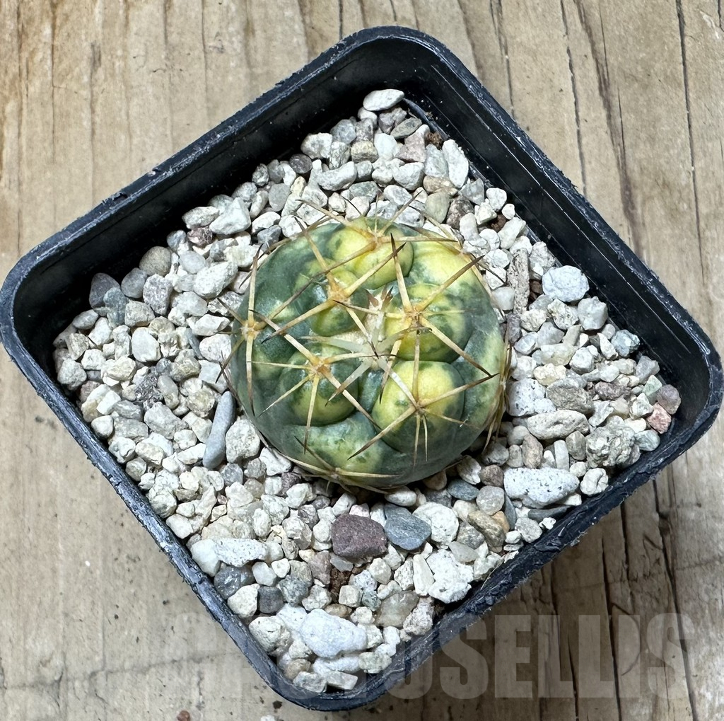 SHPR35901 Coryphantha elephantidens f. variegata - immagine 2