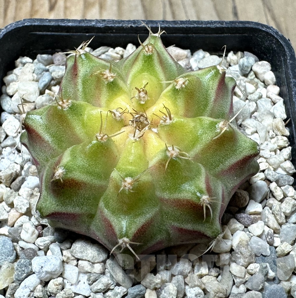 SHPR35904 Gymnocalycium mihanovichii ‘Neon’ hybrid seedling