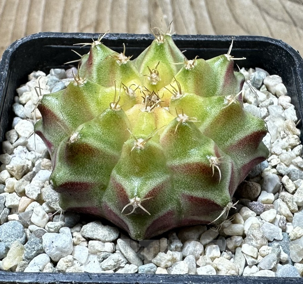SHPR35904 Gymnocalycium mihanovichii ‘Neon’ hybrid seedling - Image 2