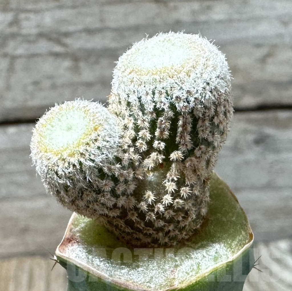 SHPR35845 Yavia cryptocarpa, grafted