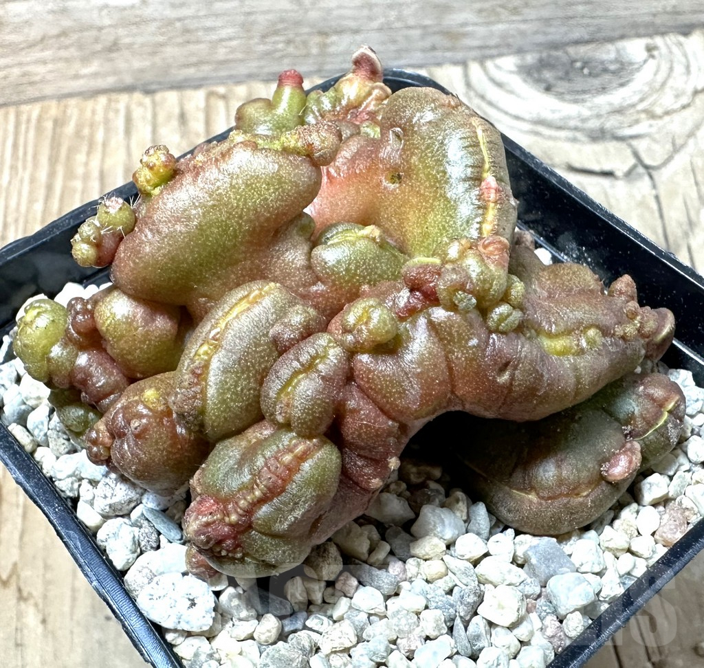 SHPR35850 Echinopsis ‘Chocolate’ f. cristata