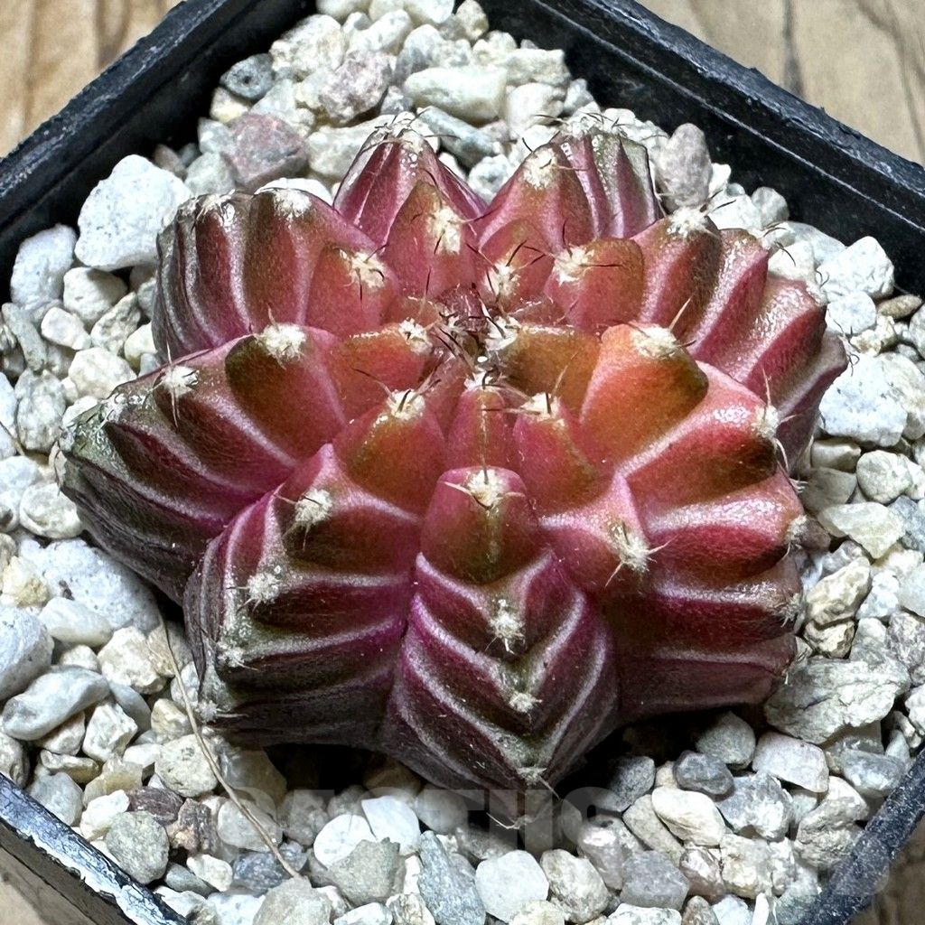 SHPR35906 Gymnocalycium mihanovichii ‘Neon’ hybrid seedling
