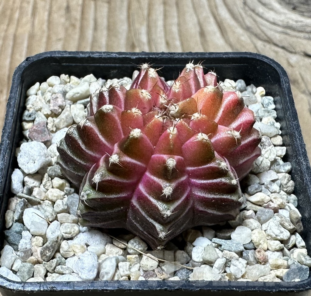 SHPR35906 Gymnocalycium mihanovichii ‘Neon’ hybrid seedling - immagine 2