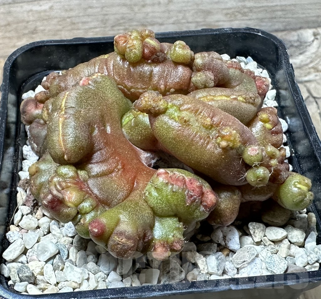 SHPR35850 Echinopsis ‘Chocolate’ f. cristata - Image 2