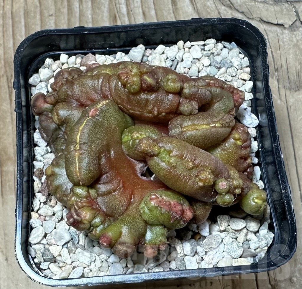 SHPR35850 Echinopsis ‘Chocolate’ f. cristata - Image 3