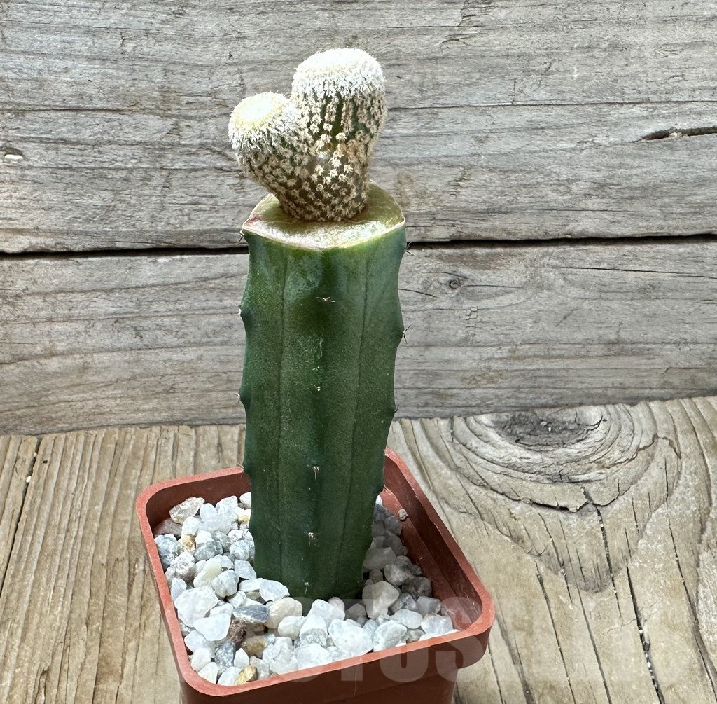 SHPR35845 Yavia cryptocarpa, grafted – Bild 2