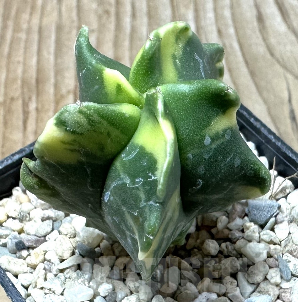 SHPR35857 Astrophytum myriostigma 'Kikko' f. variegata