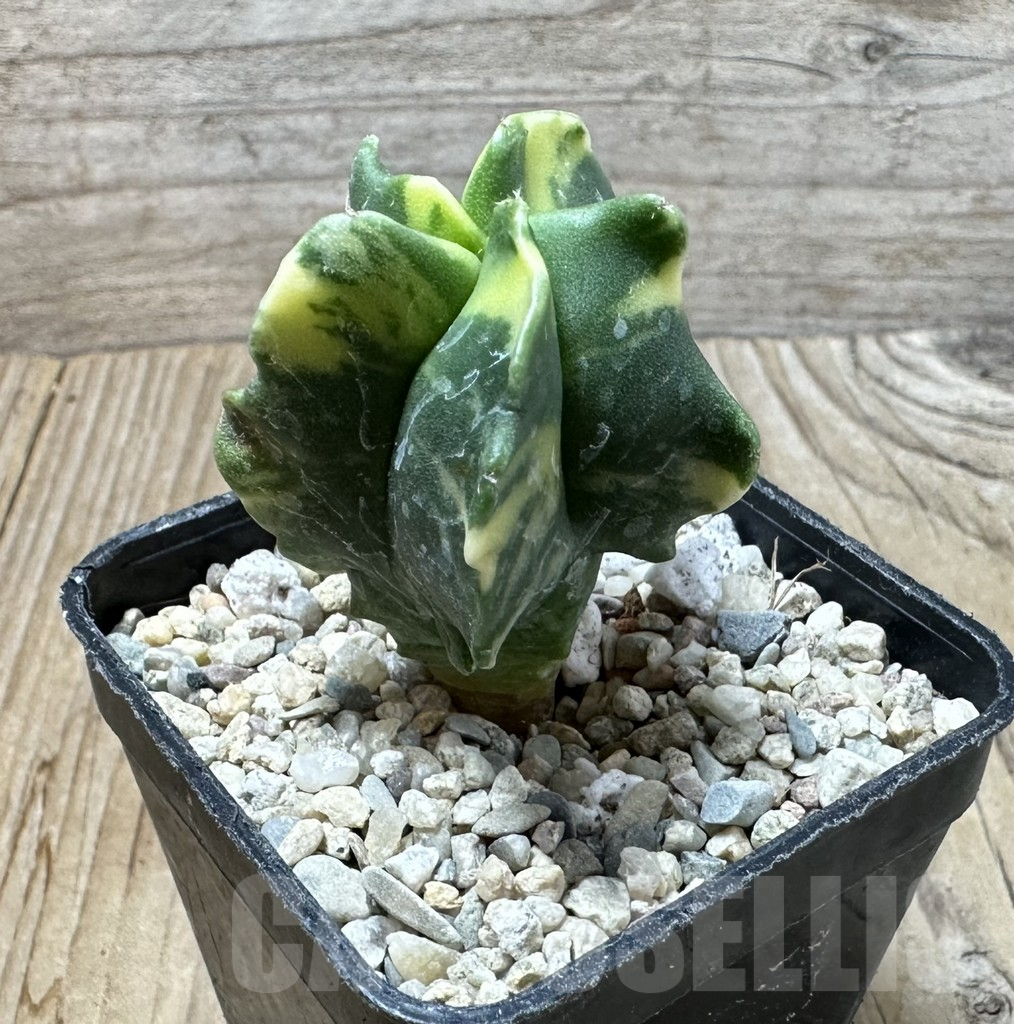 SHPR35857 Astrophytum myriostigma 'Kikko' f. variegata - Image 2