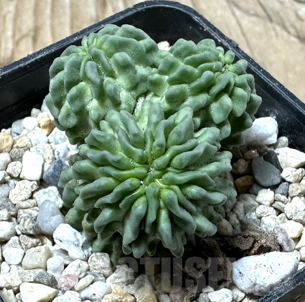 SHPR35846 Echinofossulocactus multicostatus ‘ inermis’