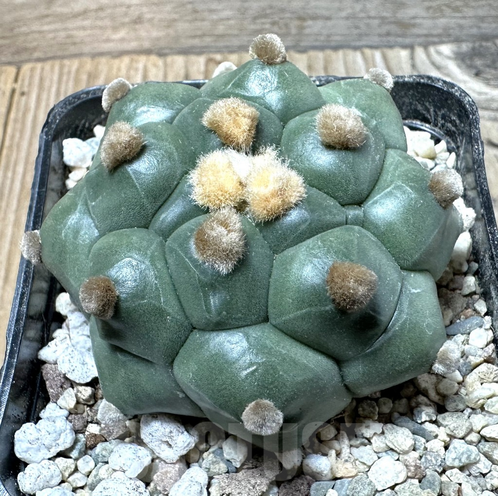 SHPR35859 Astrophytum asterias ‘Kikko’