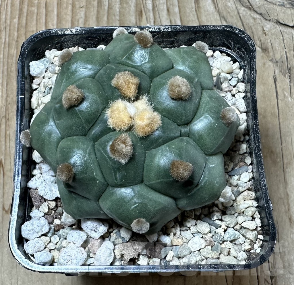 SHPR35859 Astrophytum asterias ‘Kikko’ - Image 2