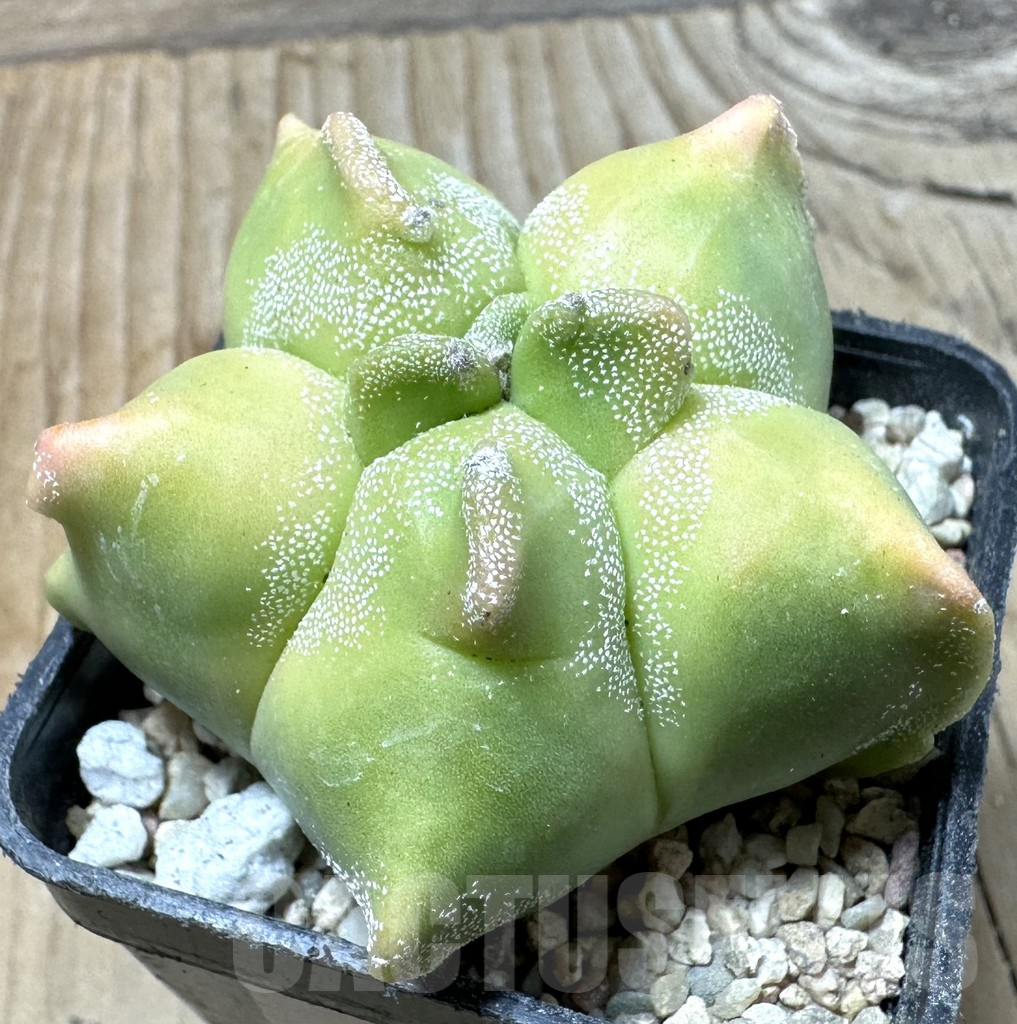SHPR35860 Astrophytum myriostigma ‘Kikko’ f. variegata