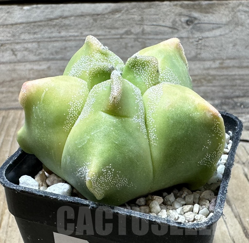 SHPR35860 Astrophytum myriostigma ‘Kikko’ f. variegata - immagine 2