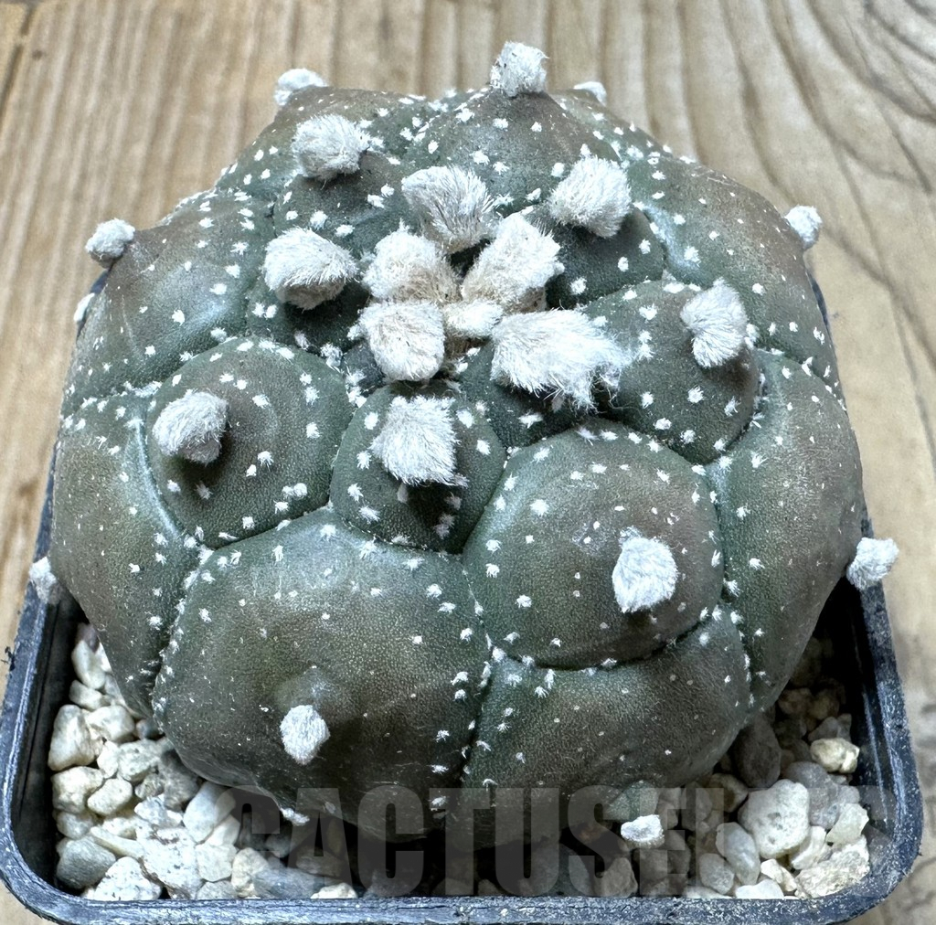 SHPR35861 Astrophytum asterias ‘Kikko Purple Skin'
