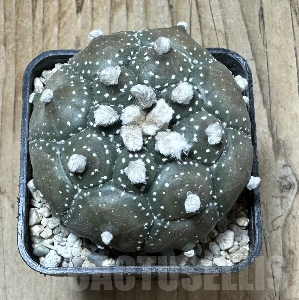 SHPR35861 Astrophytum asterias ‘Kikko Purple Skin' - Imagen 2