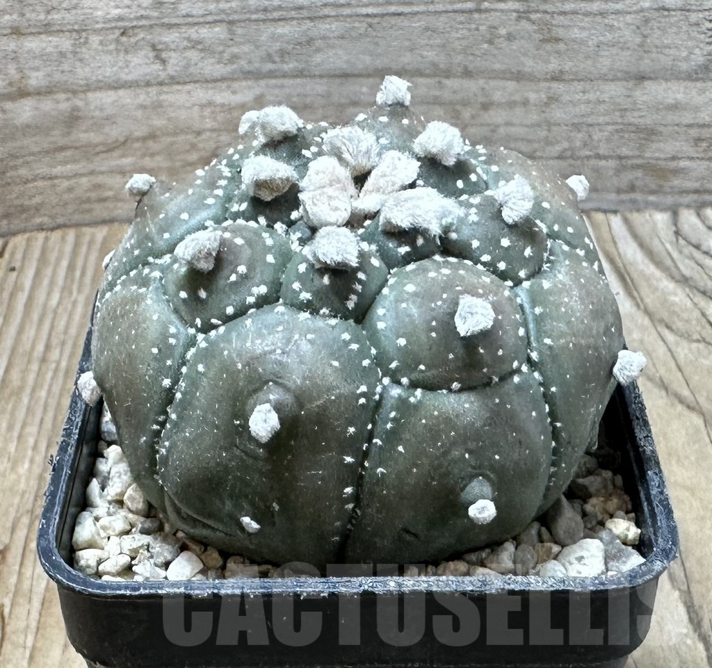 SHPR35861 Astrophytum asterias ‘Kikko Purple Skin' - Imagen 3