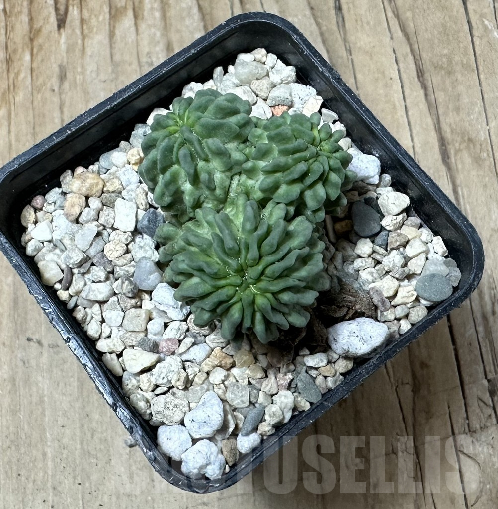 SHPR35846 Echinofossulocactus multicostatus ‘ inermis’ - Image 2