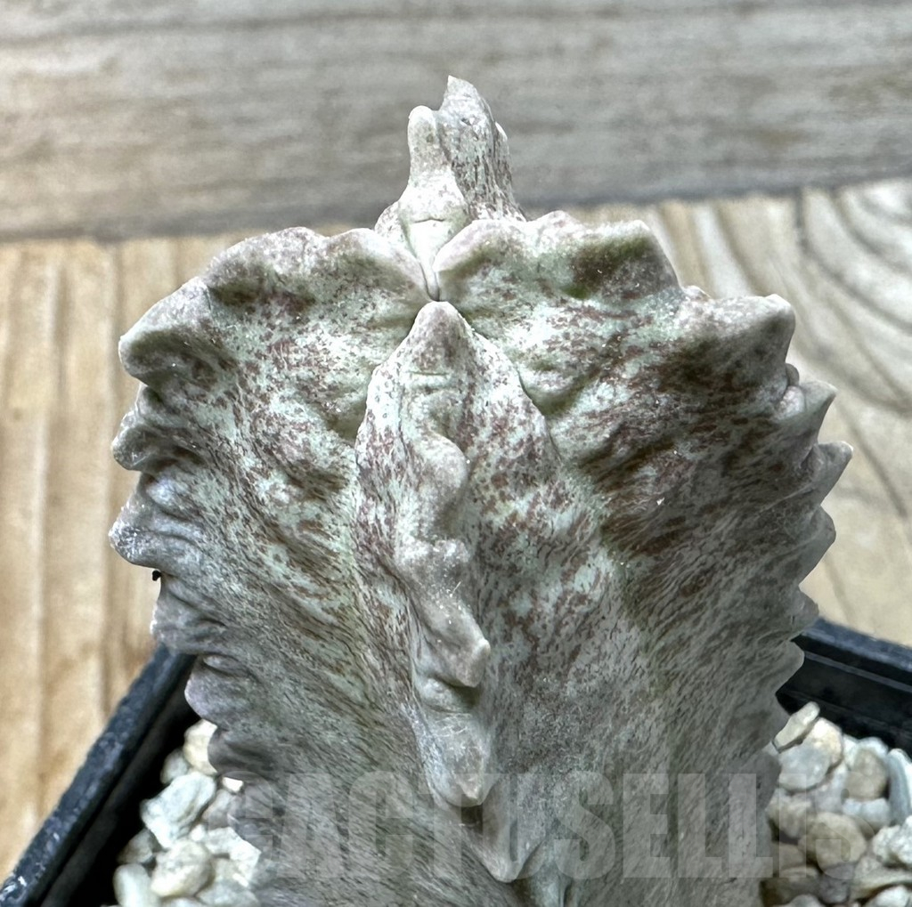 SHPR35866 Whitesloanea crassa