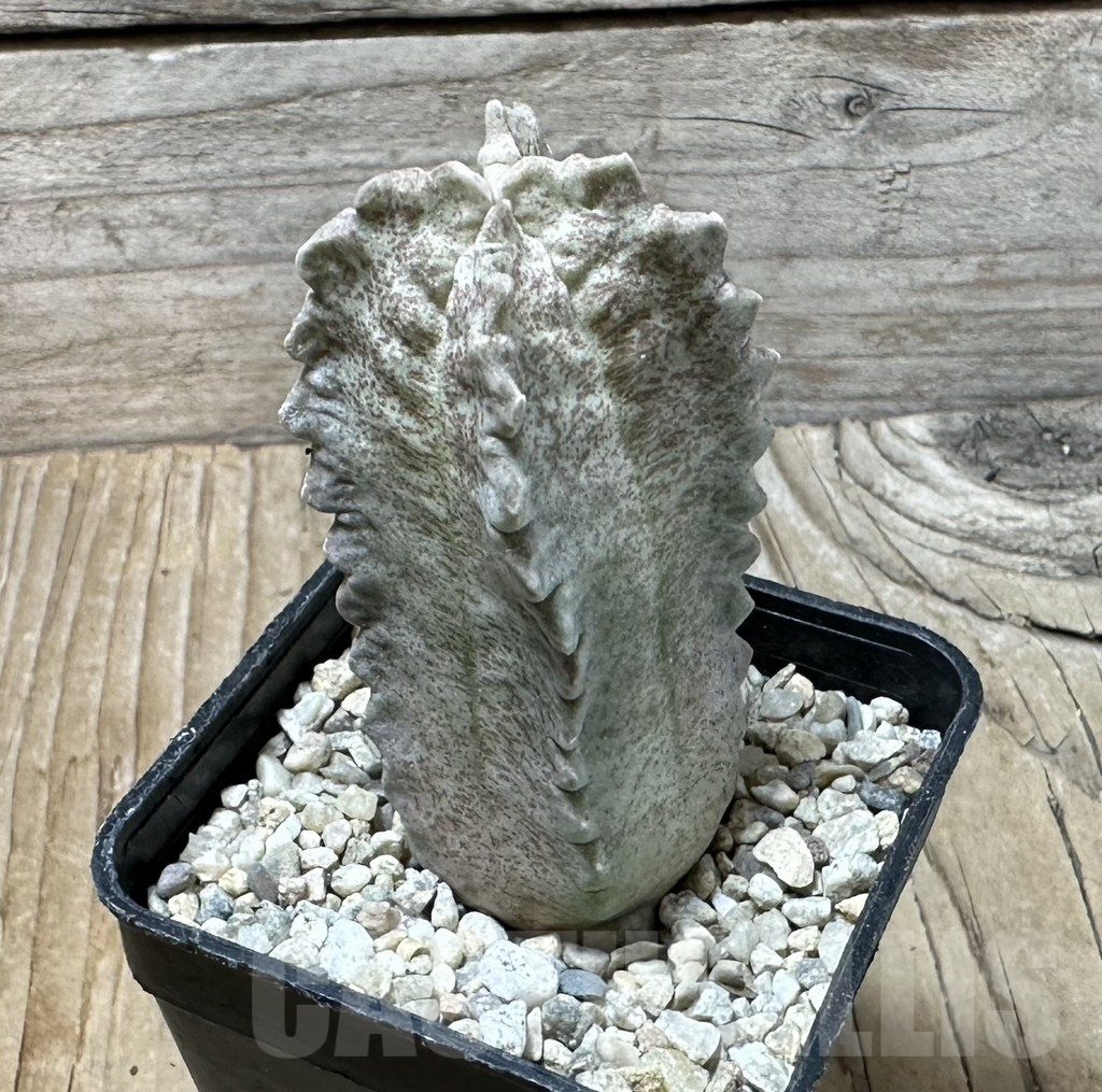 SHPR35866 Whitesloanea crassa - immagine 2