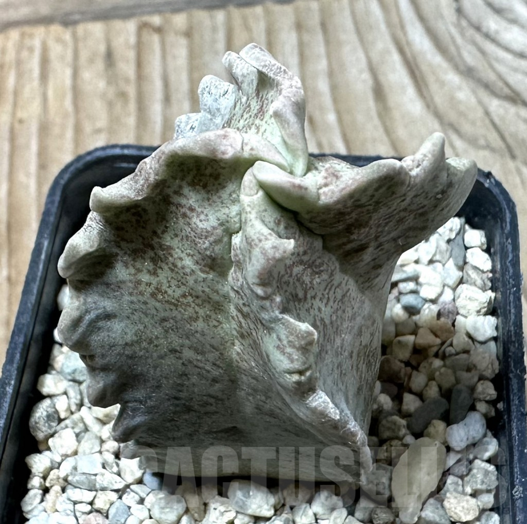 SHPR35867 Whitesloanea crassa