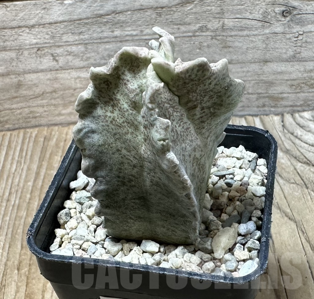 SHPR35867 Whitesloanea crassa - Obrázek 2