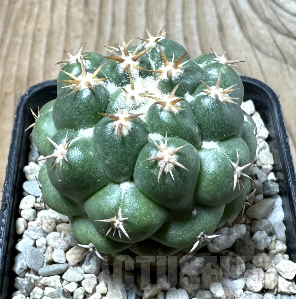 SHPR35868 Coryphantha elephantidens ‘Family’
