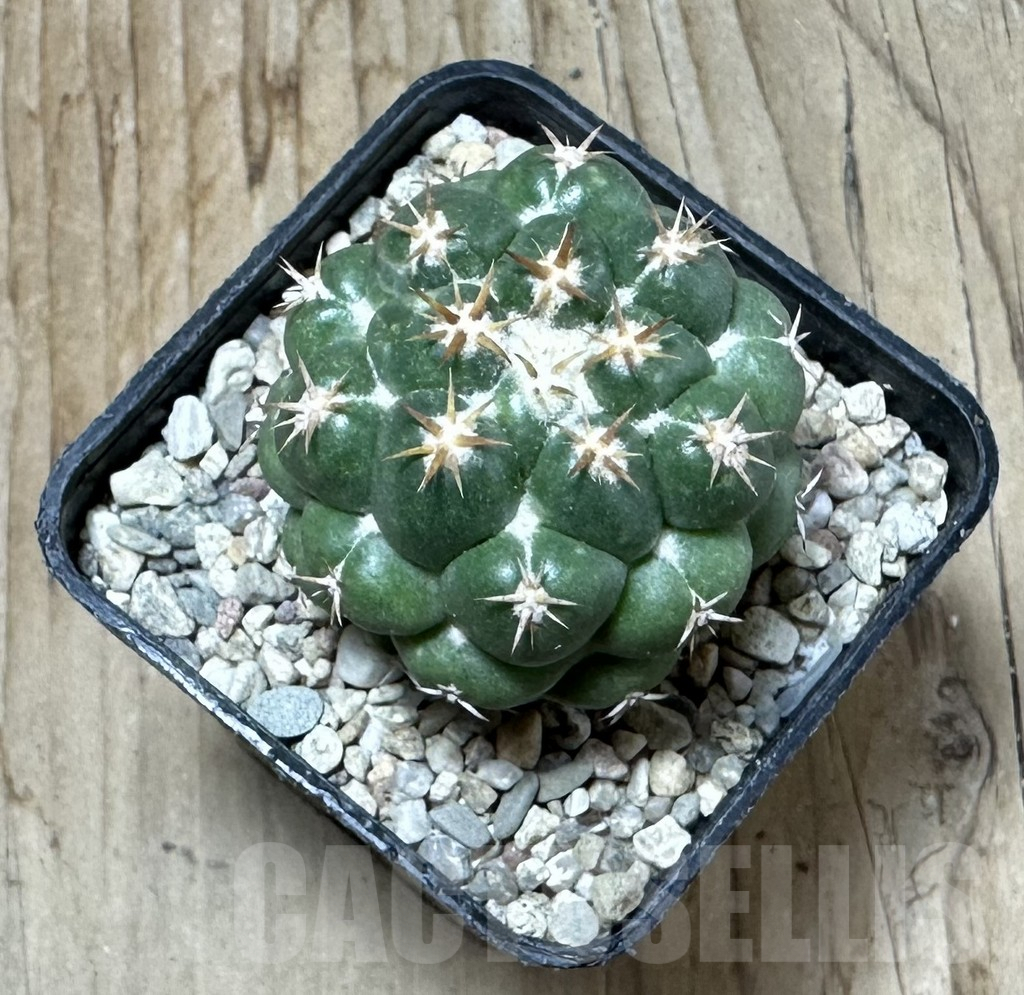 SHPR35868 Coryphantha elephantidens ‘Family’ - Image 2