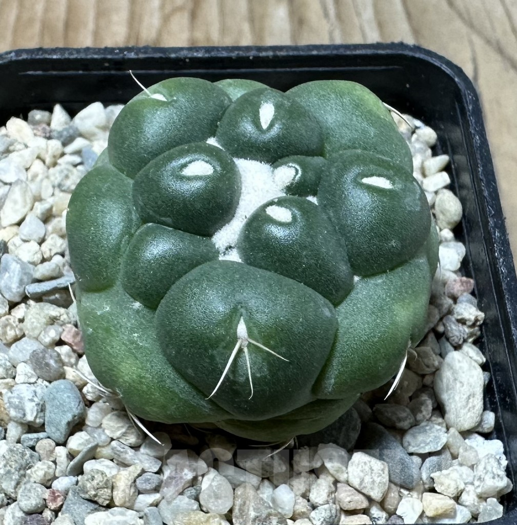 SHPR35869 Coryphantha elephantidens ‘inermis’ - immagine 2