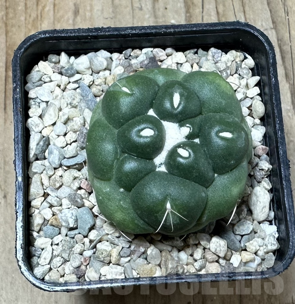 SHPR35869 Coryphantha elephantidens ‘inermis’ - immagine 3