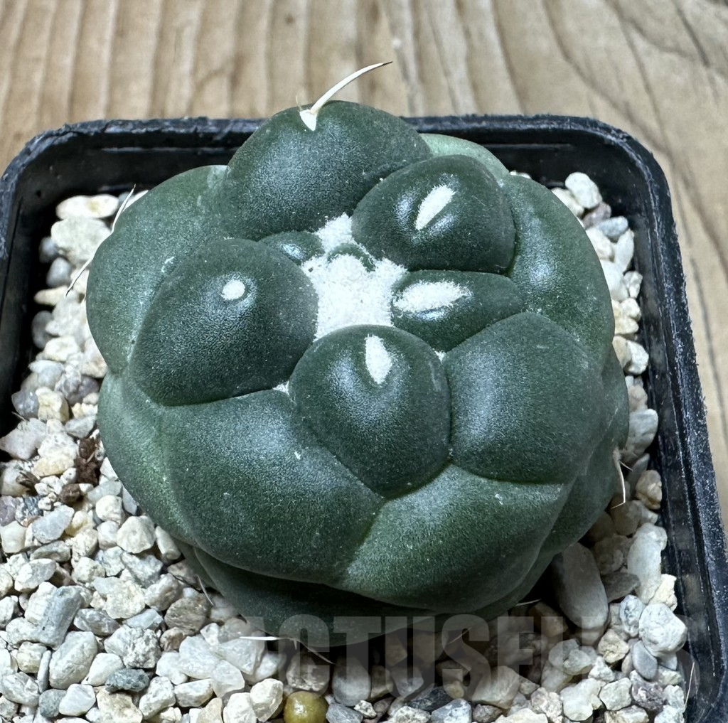 SHPR35870 Coryphantha elephantidens ‘inermis’ - immagine 2