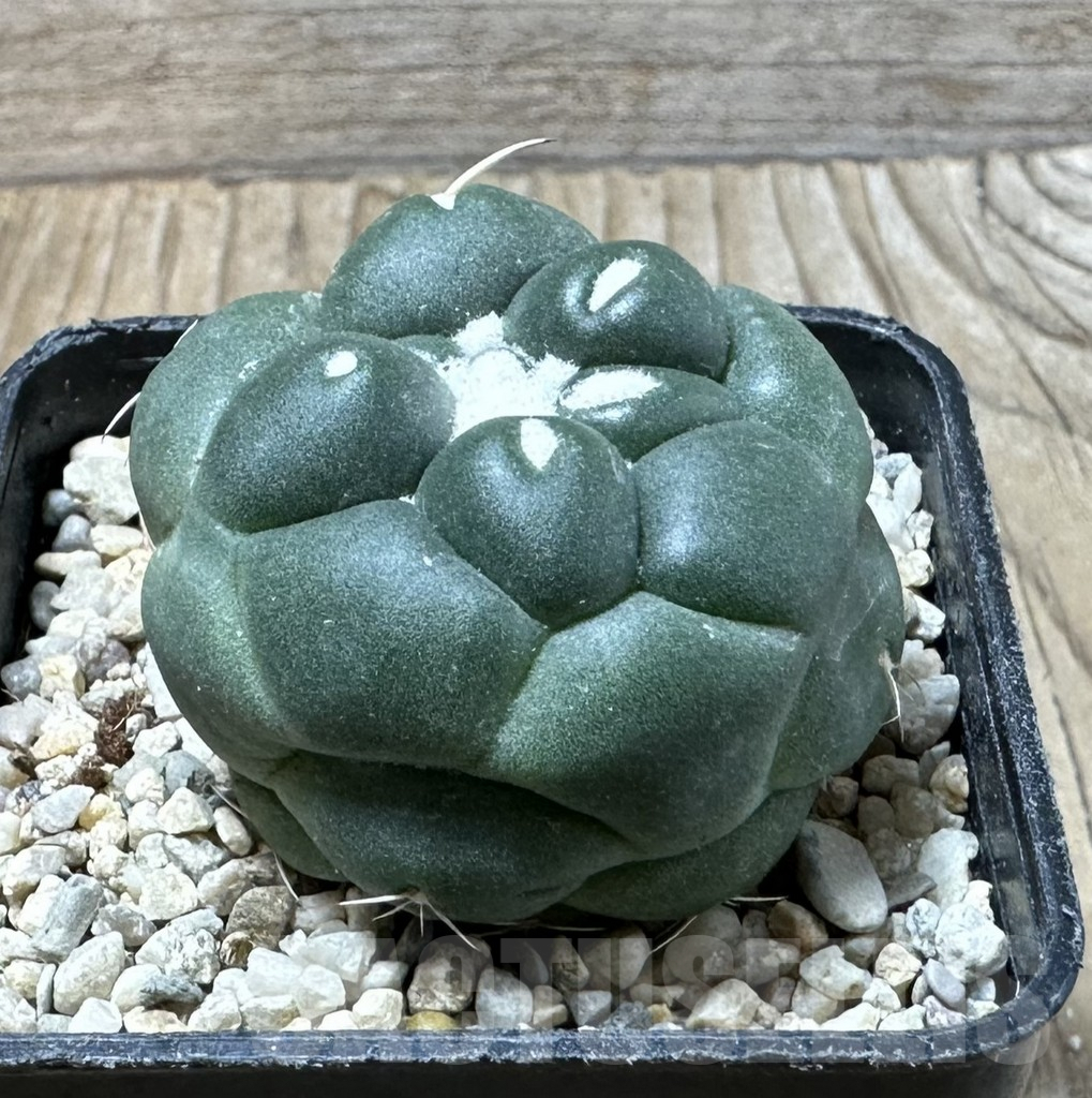 SHPR35870 Coryphantha elephantidens ‘inermis’ - immagine 3