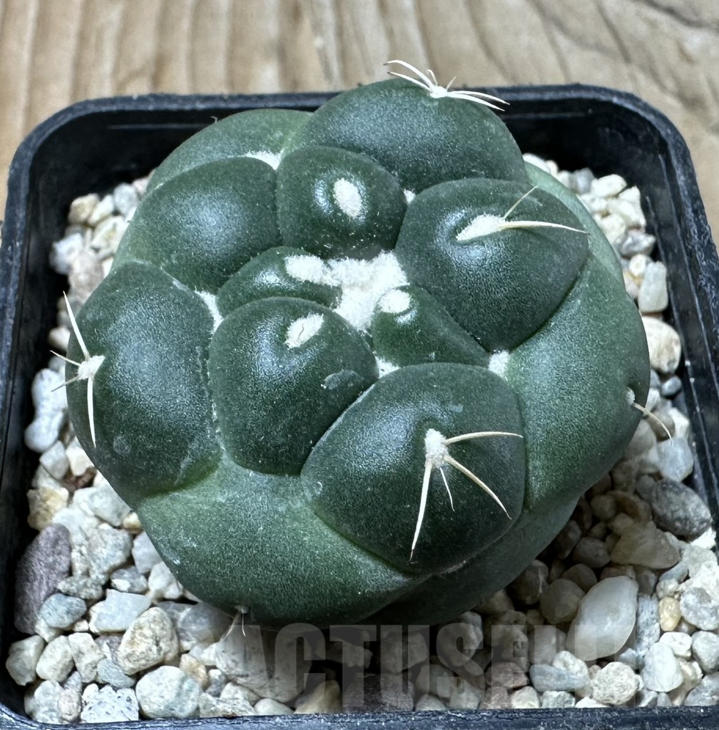 SHPR35871 Coryphantha elephantidens ‘inermis’ - immagine 2