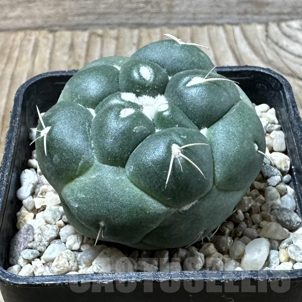 SHPR35871 Coryphantha elephantidens ‘inermis’ - immagine 3